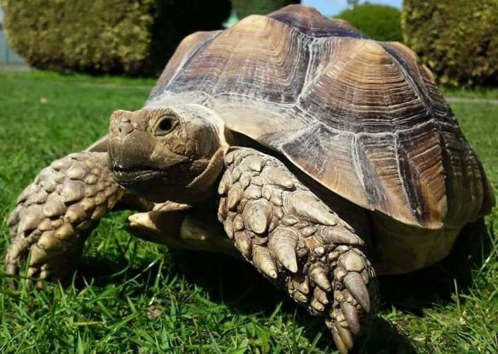 Roaming Reptiles, Parties with a difference!
