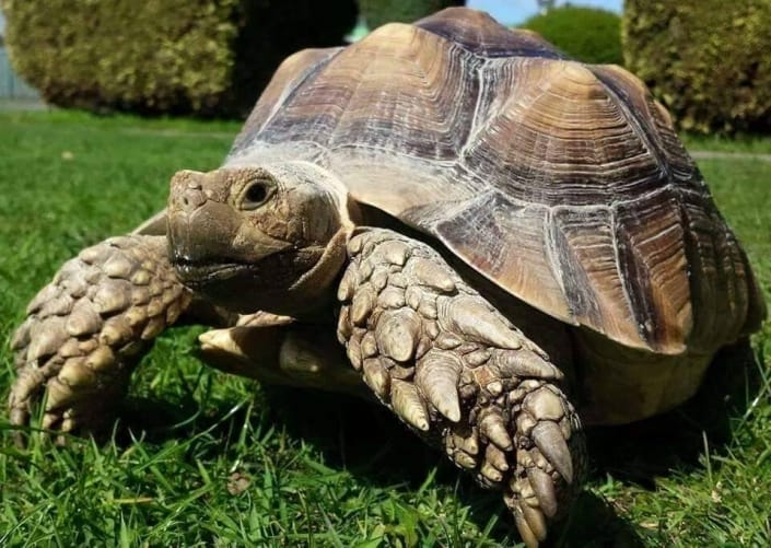 Roaming Reptiles, Parties with a difference!