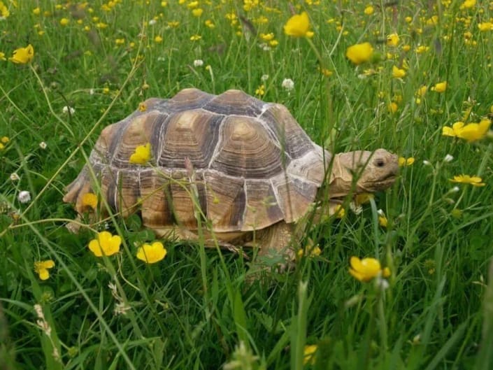 Roaming Reptiles, Parties with a difference!