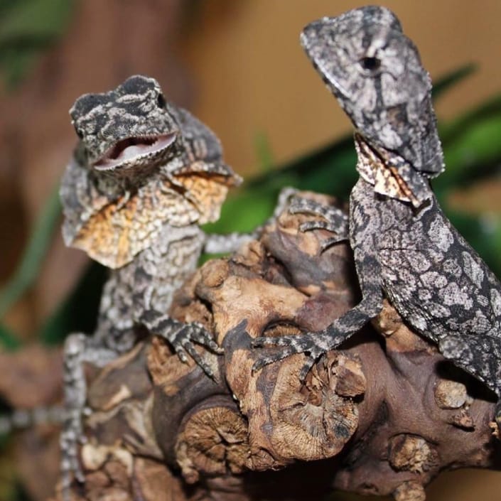 Roaming Reptiles, Parties with a difference!