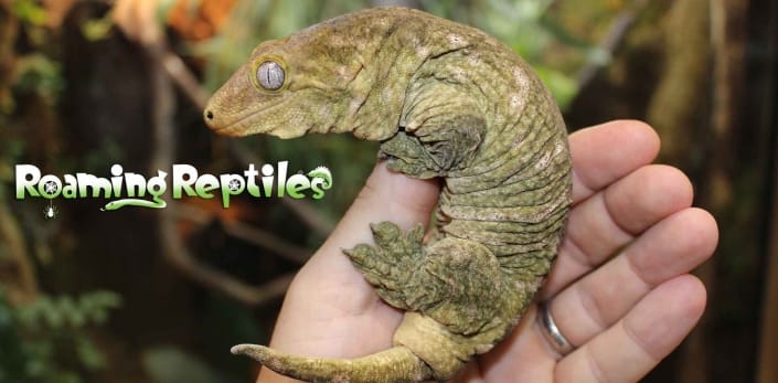 Roaming Reptiles, Parties with a difference!